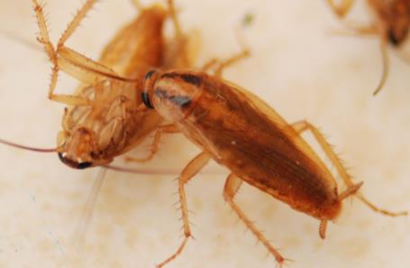 蟑螂是怎么出现在家里的，会通过窗缝、墙缝、下水道钻进家里