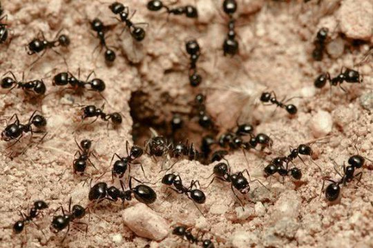 杀死一只蚂蚁犯法吗，蚂蚁不属于法律保护动物