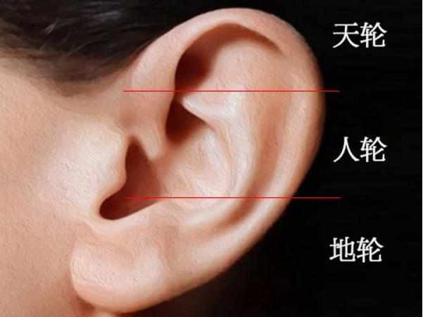 耳朵面相分析图解(耳朵富贵相分析)
