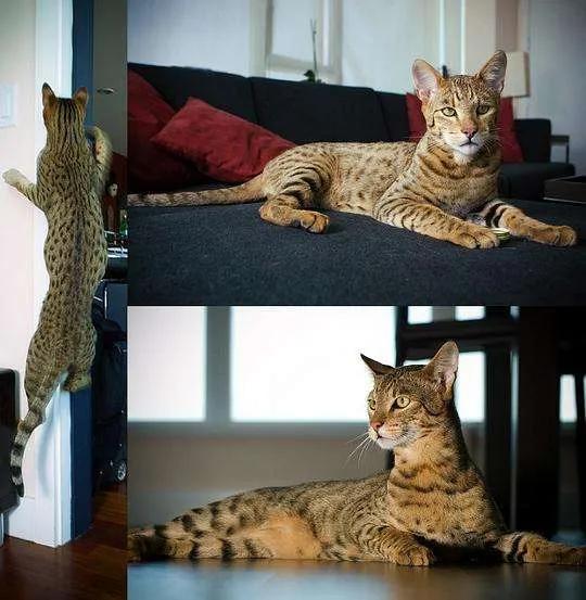 世界上最贵的猫(阿瑟拉猫堪称猫中贵族)